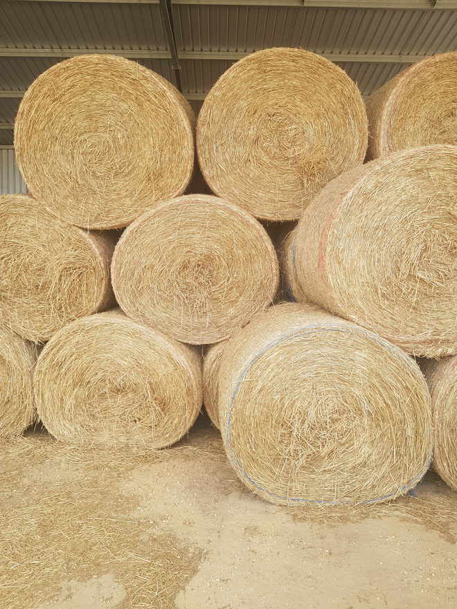 Barley Hay Rounds