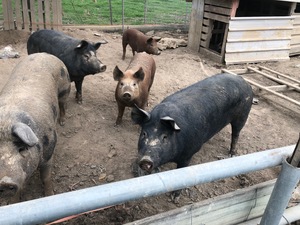 Free range salami pig large black x duroc 