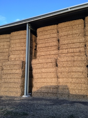 Barley Straw 8x4x3 Bales