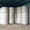 60 x Ryegrass/Clover Rolls 