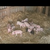 Piglets for sale