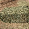 Prime Lucerne Small Squares 