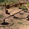 5 reel hay rake