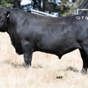 Adamluca Angus Bull Sale 26th Feb 2021
