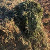 Vetch Hay 8x4x3 Bales 