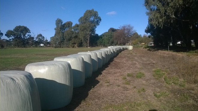 Lucerne Silage hay 