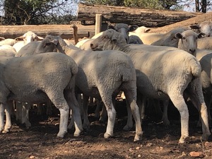 200 x First Cross Ewes SIL 160%