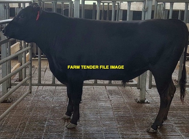 WANTED Registered Waygu Bull