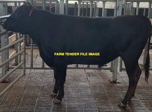 WANTED Registered Waygu Bull 