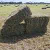 Lucerne Small Square Bales