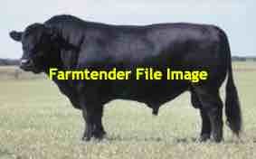 Wanted Commercial Angus Bulls