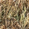 Rye Grass Hay