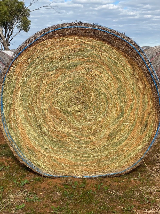 VETCH HAY – Rolls – A1 Quality