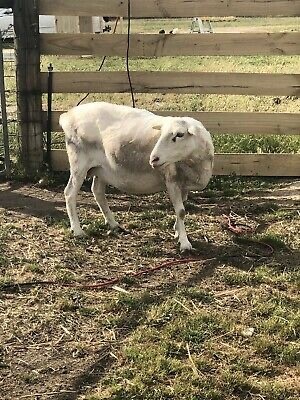 31 Ewes / lambs (Dorper & Australian White)