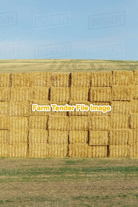 Pea Straw . 85 mt /175 Bales