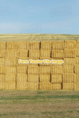 Pea Straw . 85 mt /175 Bales