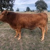 2 x Pure commercial South Devon bulls and 2 x 2/3 South Devon - 1/3 Red Angus bulls