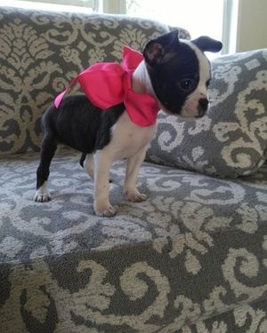 Boston Terrier puppies for sale aus