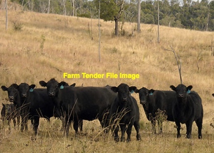 BEEF OR  FRIESIAN X BEEF Steers Wanted 