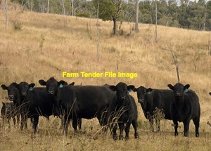 BEEF OR  FRIESIAN X BEEF Steers Wanted 