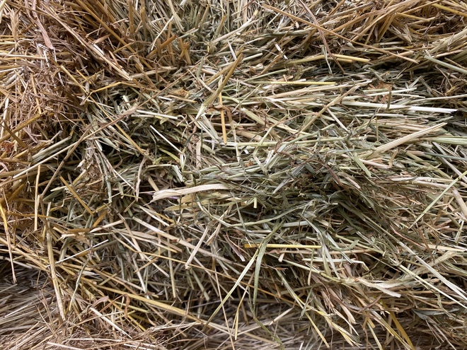 Shedded Ryegrass Hay 8x4x3 Bales