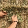 Barley Hay 670kg 8x4x3 Bales