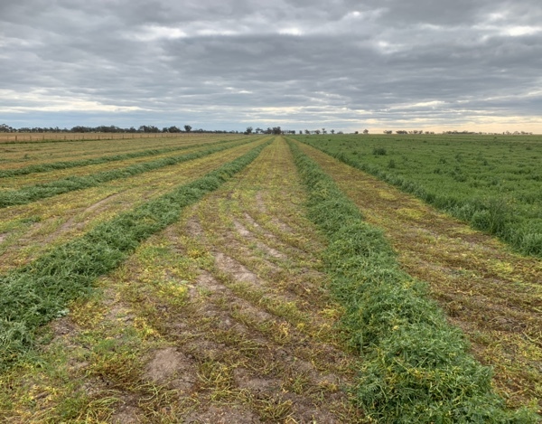 Wanted Vetch and Cereal Hay Standing around Birchip area