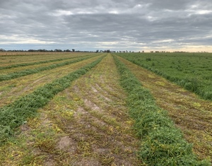 Wanted Vetch and Cereal Hay Standing around Birchip area