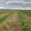 Wanted Vetch and Cereal Hay Standing around Birchip area