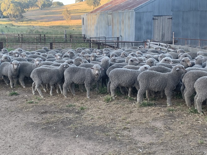 Future Breeder Ewe Lambs