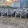 Future Breeder Ewe Lambs