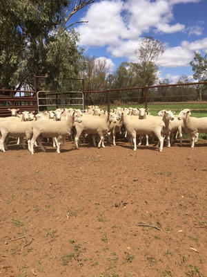 Border Leicester Rams 
