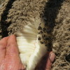 AI Merino Rams Rockbank / Yarrawonga blood