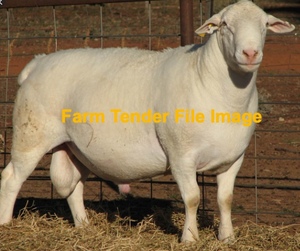 WANTED Australian White Rams