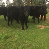 9 Angus Steers For Sale