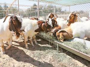 Boer Goats for sale