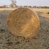 150 x Oaten & Rye Hay 5x4 Rolls