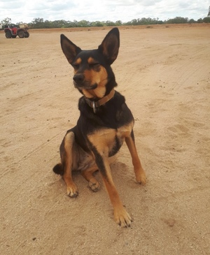 Paddock and yard working Kelpie  