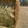 110 x Oaten Hay 620kg 8x4x3 Top Bales