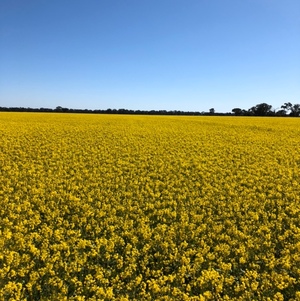 Canola Hay