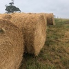 47 x Lucerne Hay 5x4 Round Bales