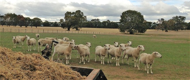  Wiltipoll Ewes  Stud Quality  Pure Bred