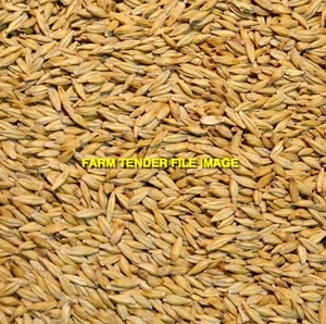 8mt Awnless Forage Barley Seed