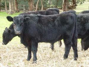 21 Angus steers