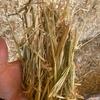 Oaten hay 