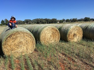 80 x Triticale Hay 5x4 Round Bales