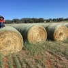 80 x Triticale Hay 5x4 Round Bales