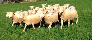 42 White Suffolk Ewes (Scanned 192% in Lamb)