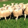 42 White Suffolk Ewes (Scanned 192% in Lamb)