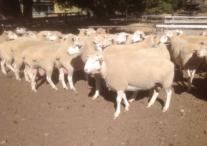 White Suffolk Rams For Sale